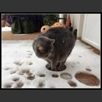 Śmieszne reakcje kotów na pierwszy śnieg...